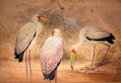 Indian Tantalus, 1856-67 (wc och blyerts på papper) av Joseph Wolf